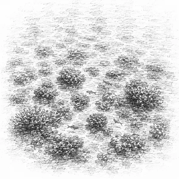 Charcoal sketch of clear shallows over coral with fish below