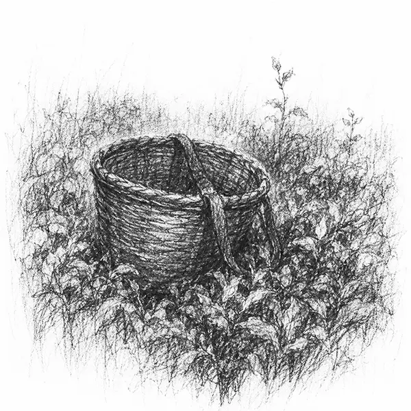 Charcoal sketch of a tea-picker's wicker basket among the bushes