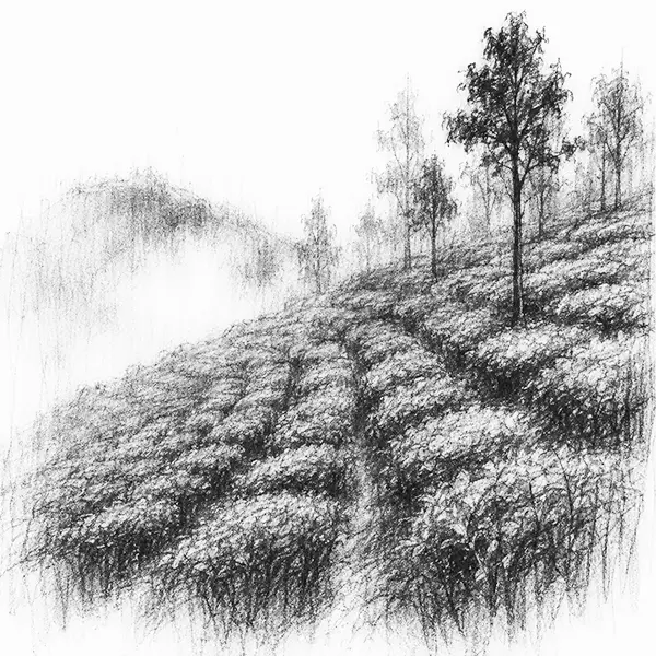 Charcoal sketch of rows of clipped tea bushes running over a slope