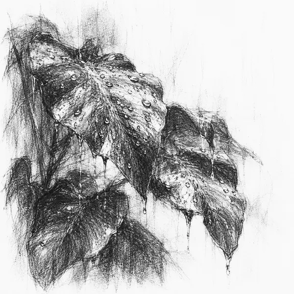 Charcoal sketch of rain beading on broad jungle leaves