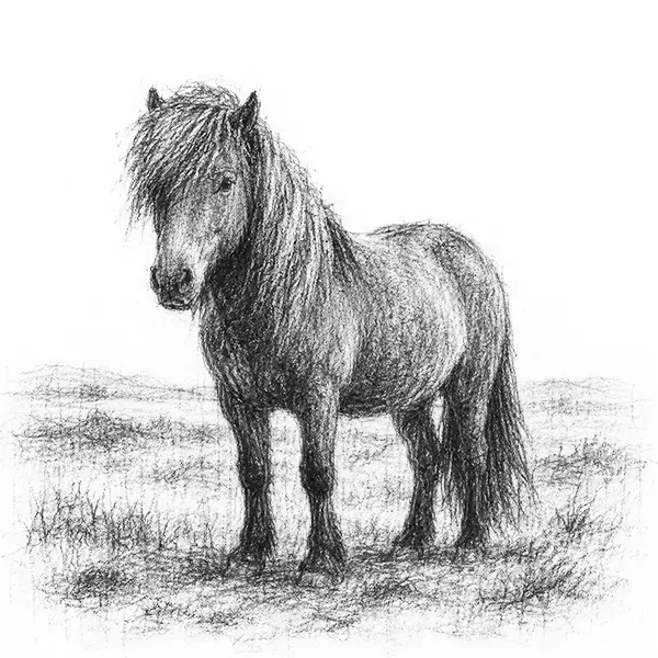 Charcoal sketch of a stocky long-maned Icelandic horse standing alone in an open field