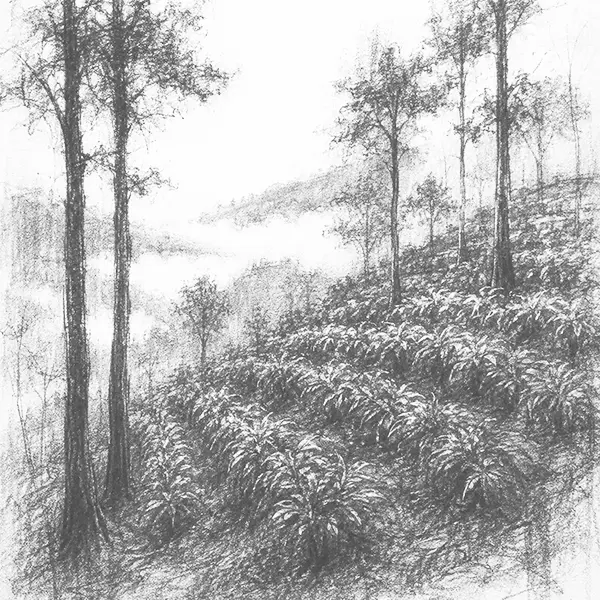 Charcoal sketch of terraced cardamom fields on a wet green hillside