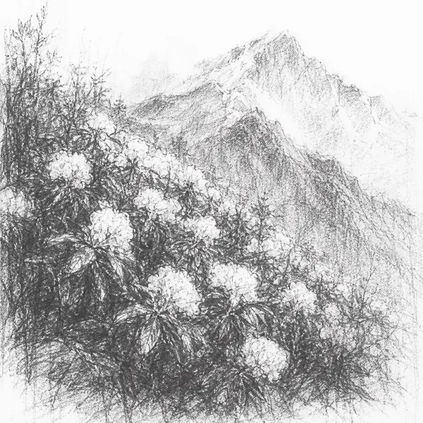 Charcoal sketch of rhododendron blooms on an alpine slope