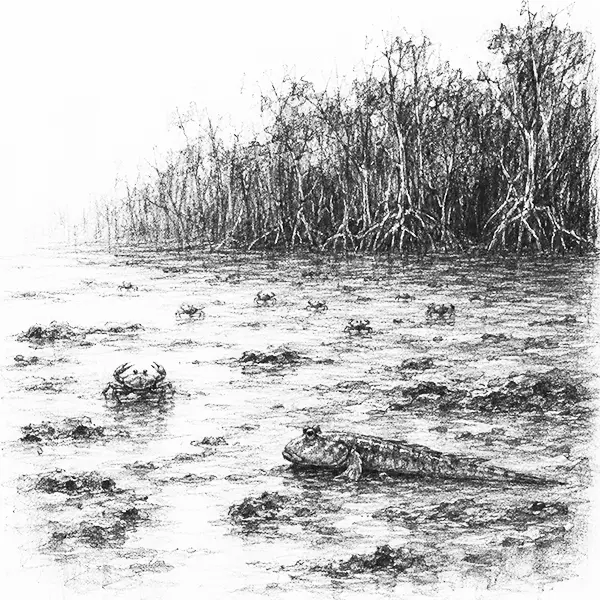 Charcoal sketch of glistening mud-banks at low tide with crabs and mudskippers