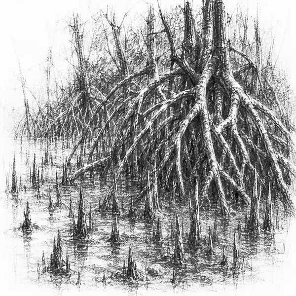 Charcoal sketch of mangrove roots bared in the mud at low tide