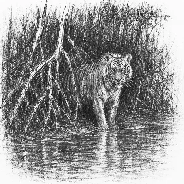 Charcoal sketch of a Royal Bengal tiger at the water's edge in sundarbans