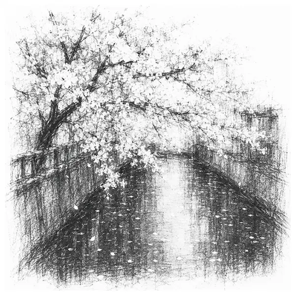 Charcoal sketch of cherry blossom leaning over a Tokyo canal, petals on the water